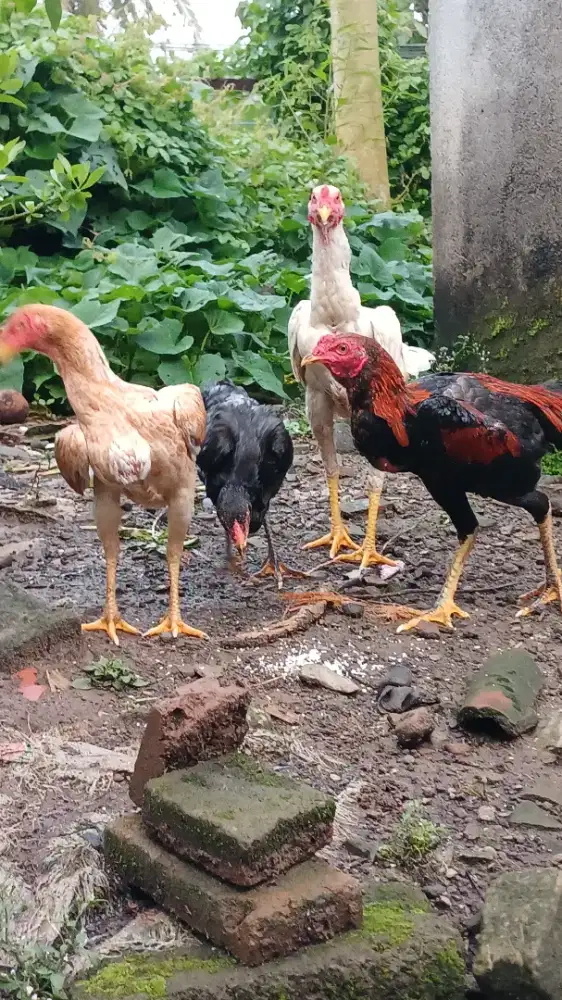 Ayam Kampung Umur 6 bulan ada 5 ekor