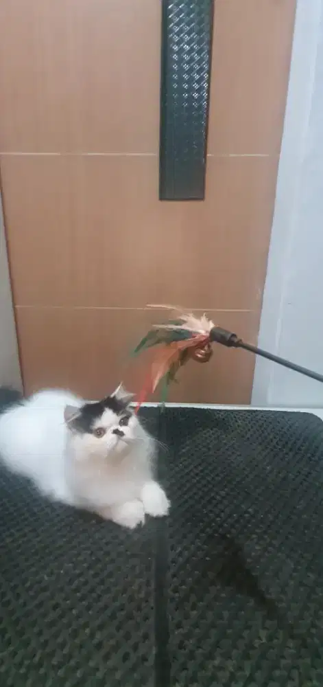 Kucing Jantan Persia Peaknose Munchkin NS 6 bulan Motif Sapi