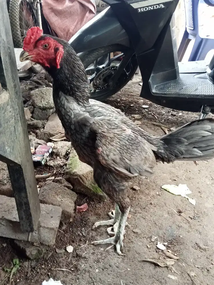Ayam jago bangkok bulbi