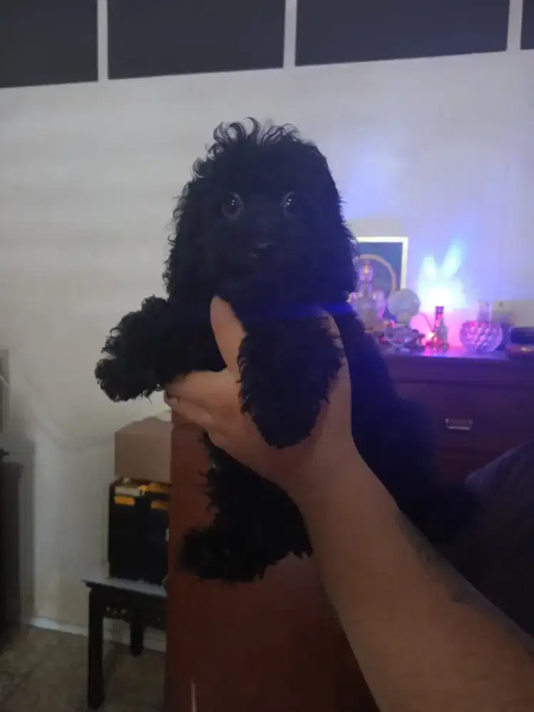 DIJUAL ANAKAN POODLE BETINA