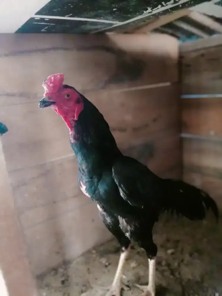 Ada satu lagi ini si jago kita.