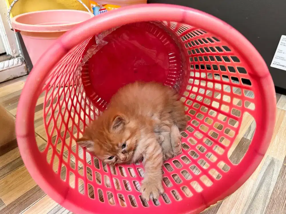 Kucing oyen mix persia marble