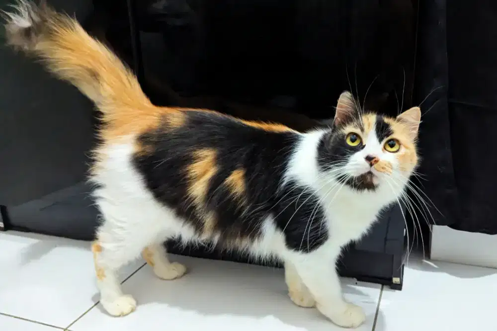 Kucing persia medium belang 3