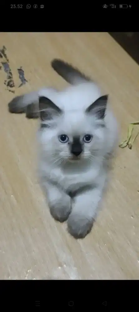 Kitten/Persia/Kitten Persia/Himalaya/Kitten Himalaya