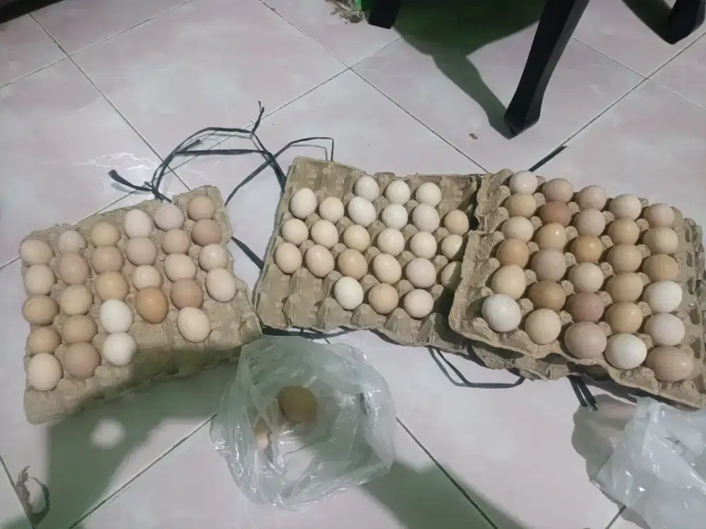 Telur ayam kampung