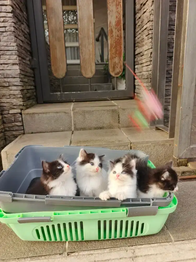 Kitten persia lucu lucu