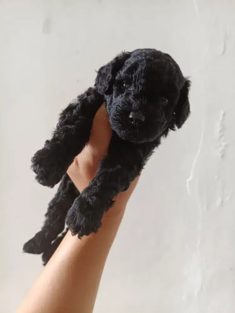 Poodle jantan  hitam