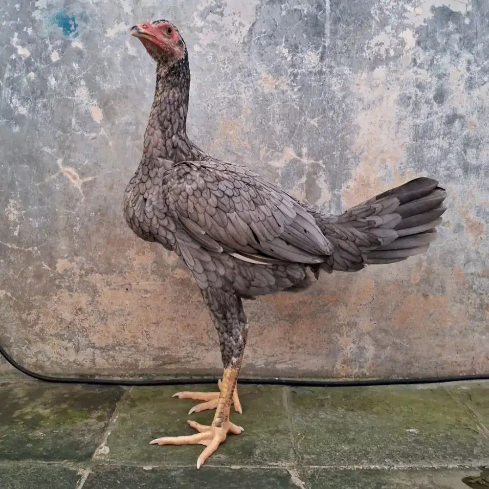 bangkok x pama remaja