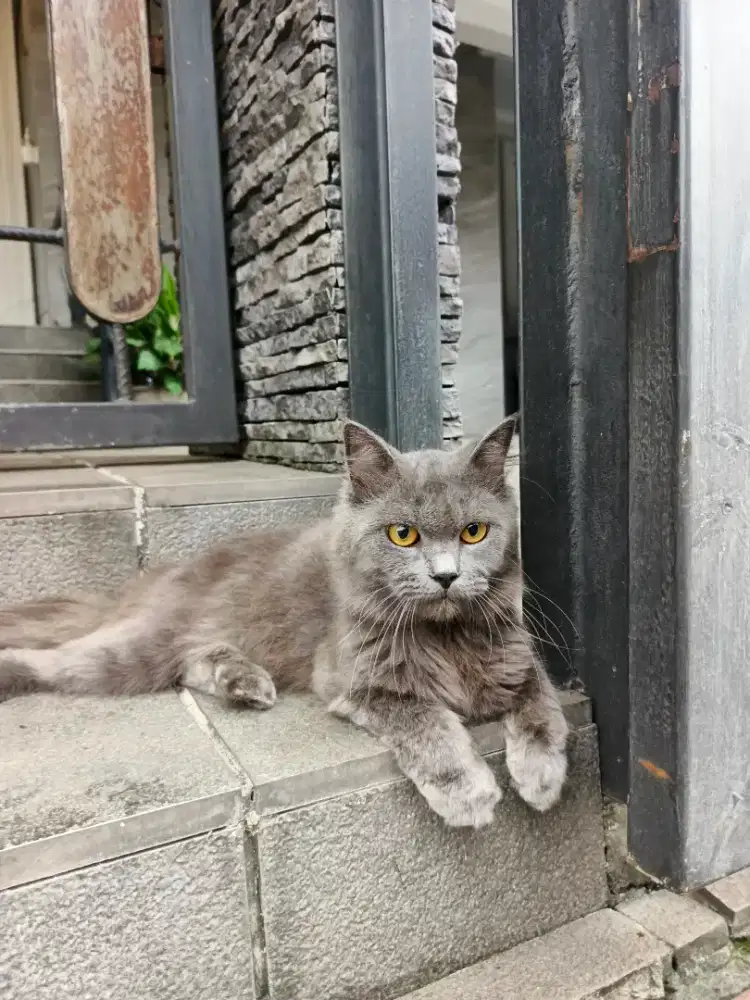 Persia Longhair abu solid