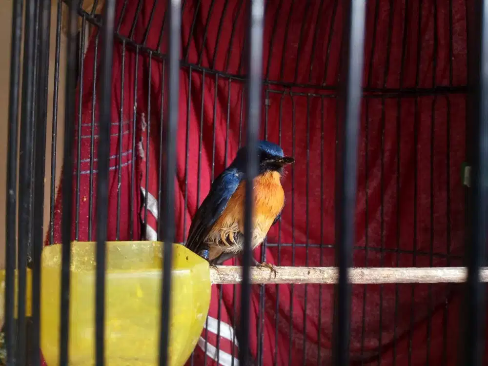 Tledekan gunung bahan