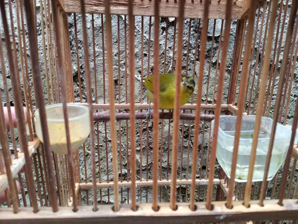 Burung Pare pare gacor