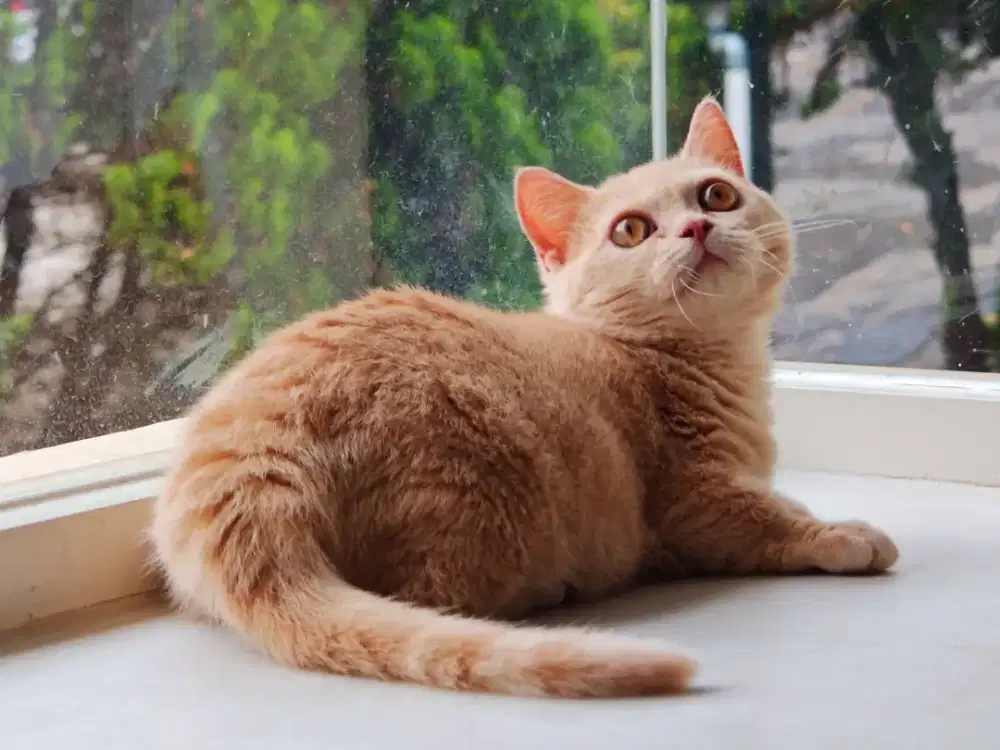 Kucing Munchkin British shorthair betina