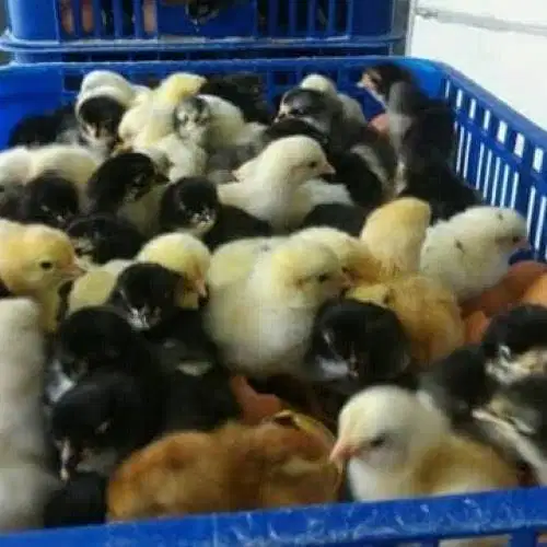 Doc ayam kub,Joper,bloiler,layer,Elba,ulu,pakan Lokasi kota Kediri