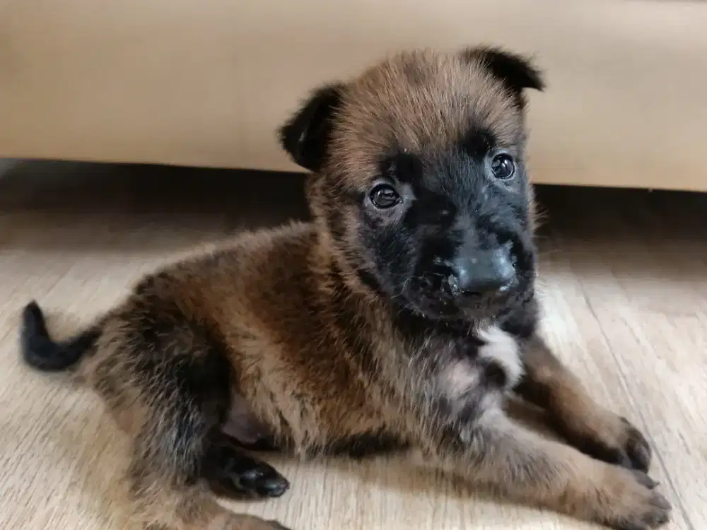 ANAKAN ANJING BELGIAN MALINOIS