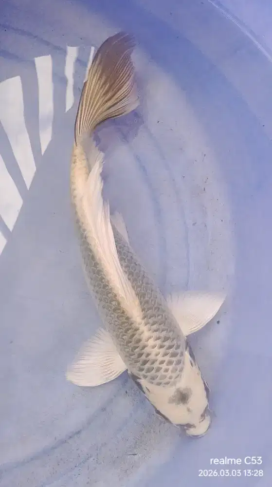 Ikan koi gin matsuba