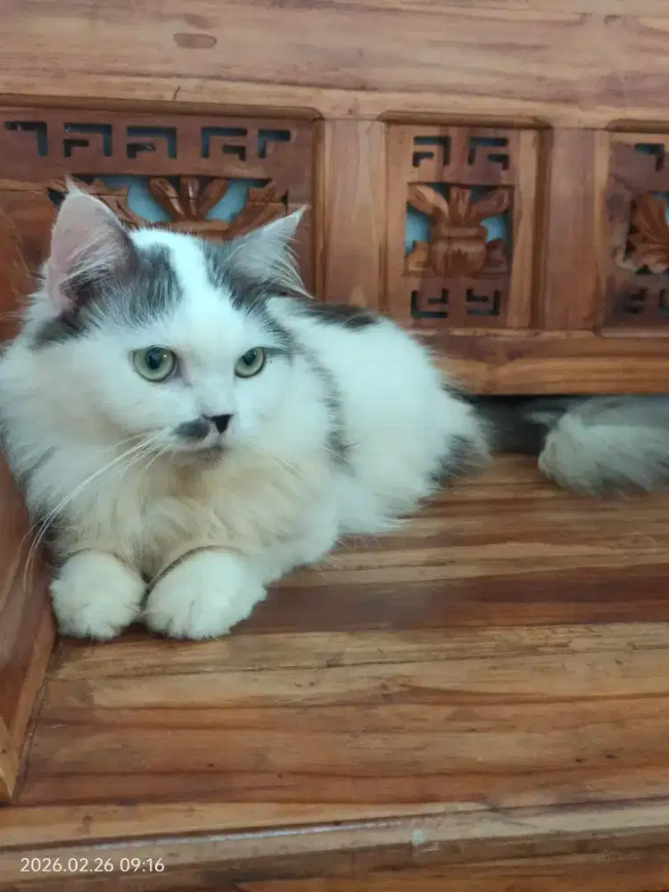 Kucing persia Jantan