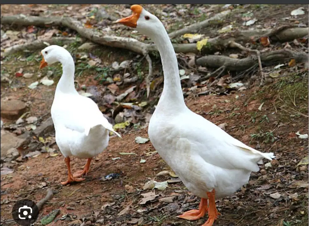 Angsa putih sepasang