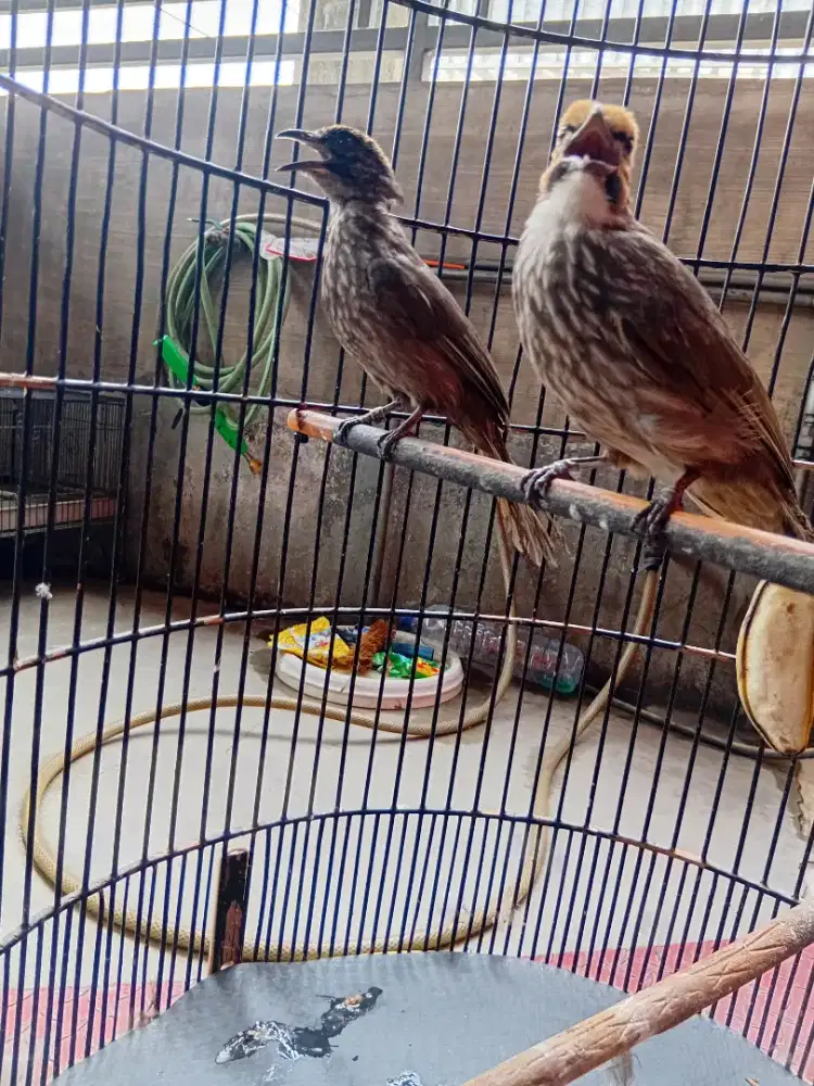 Cucak rawa indukan sdh  produksi