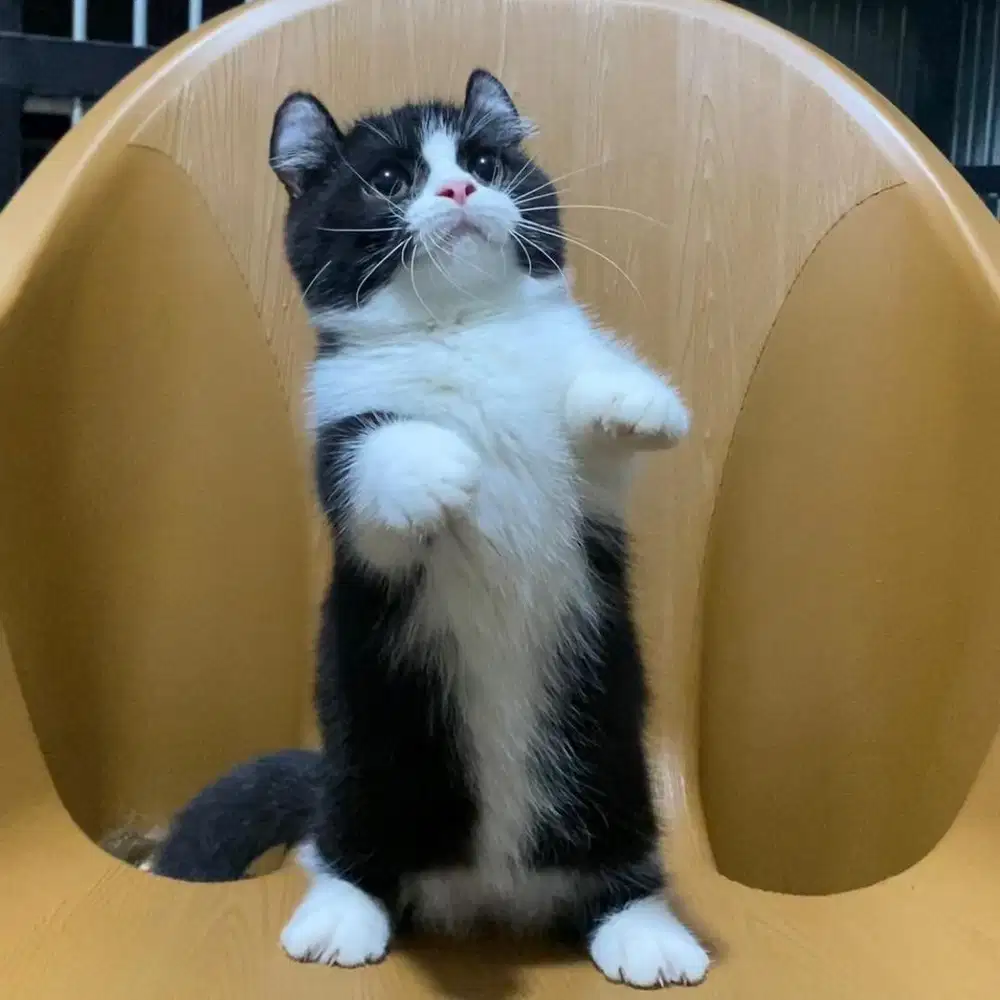 Kucing Munchkin Kinkalow