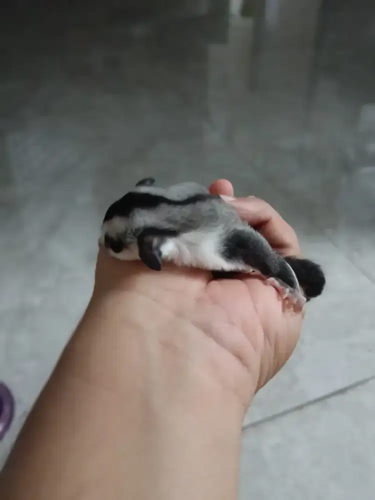 Sugar Glider Whiteface Jantan