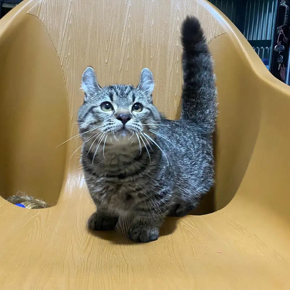 Kucing Munchkin Kinkalow