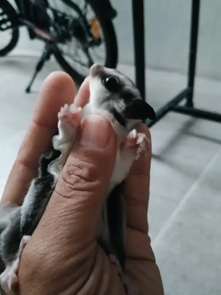 Sugar glider clasic grey jantan