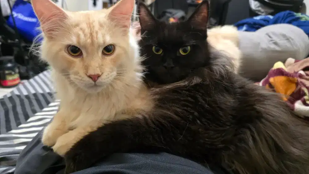 Jual cepat kucing mainecoon