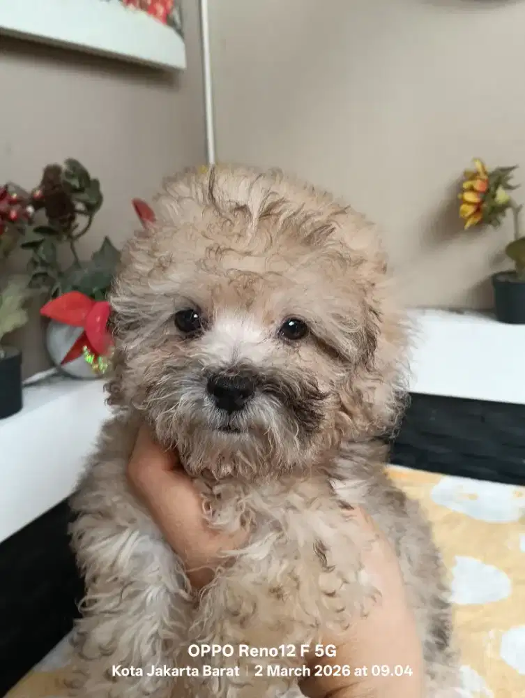 Poo-chon betina warna sable. Vaksin, non-stb