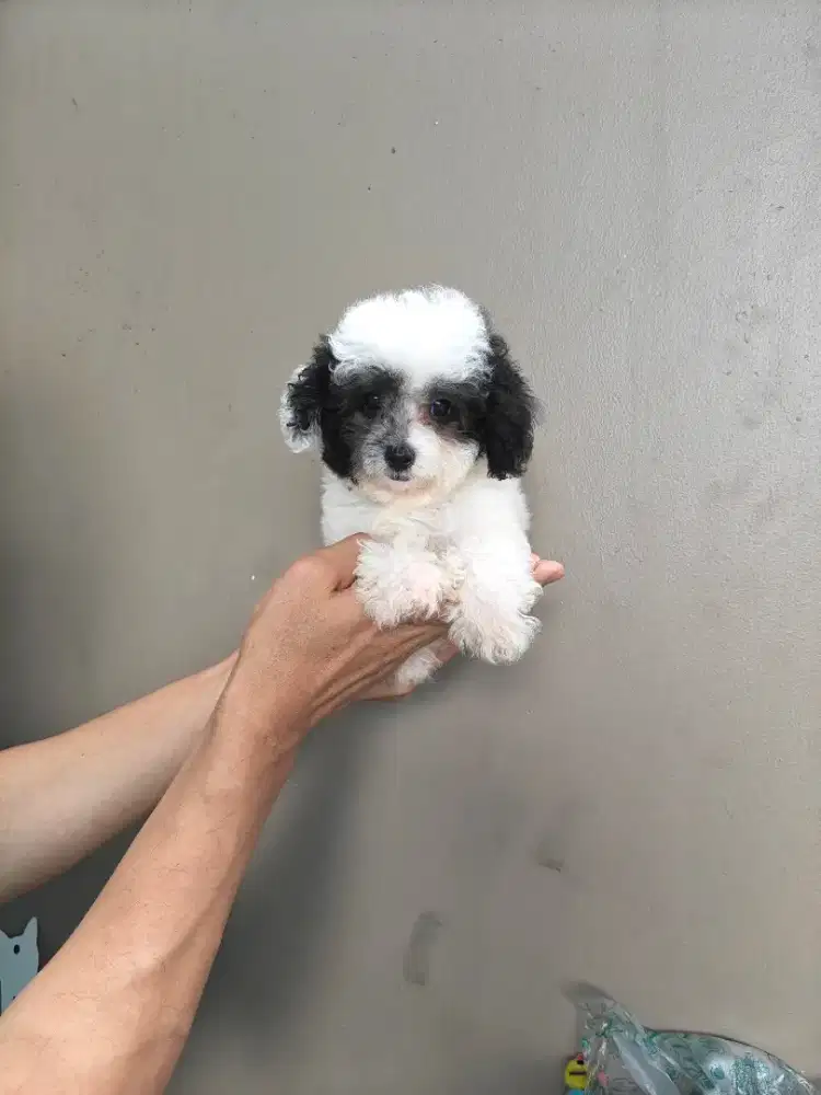 Dijual anjing poodle, bichon frise, yorkshire