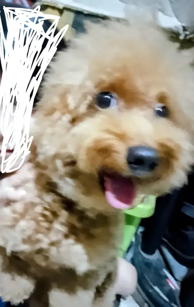 Red toy poodle jntan 10bln. Vaksin Baru 1x buku lupa gass