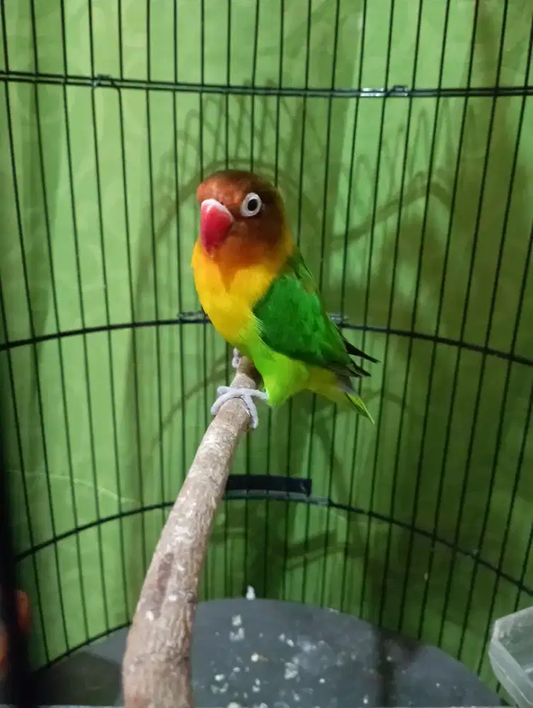 Burung Lovebird jantan mapan aktif