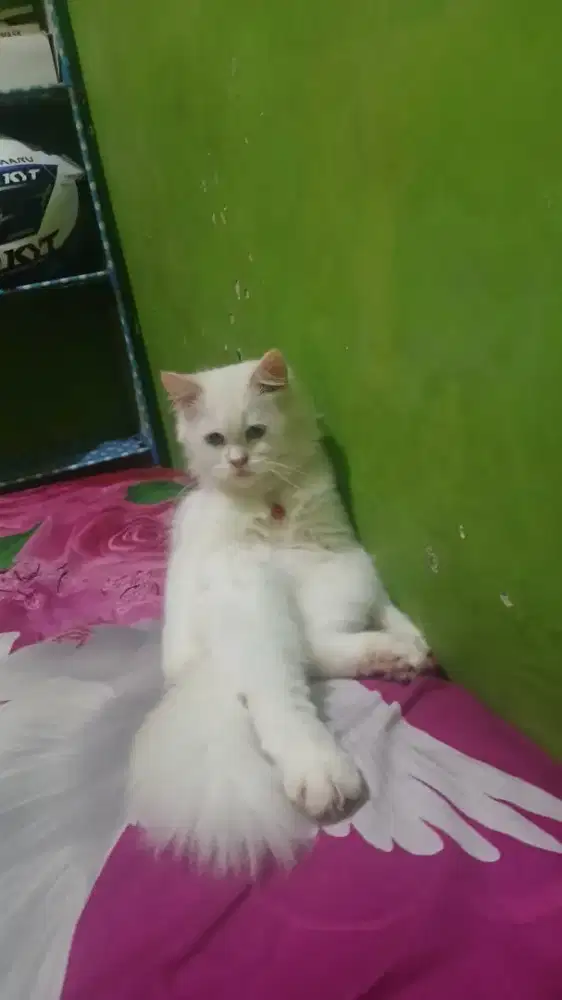 Kucing persia male