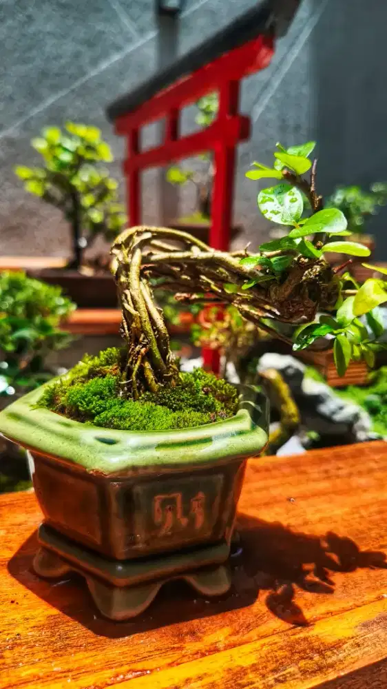 Bonsai Anting Putri Mame tipe 1