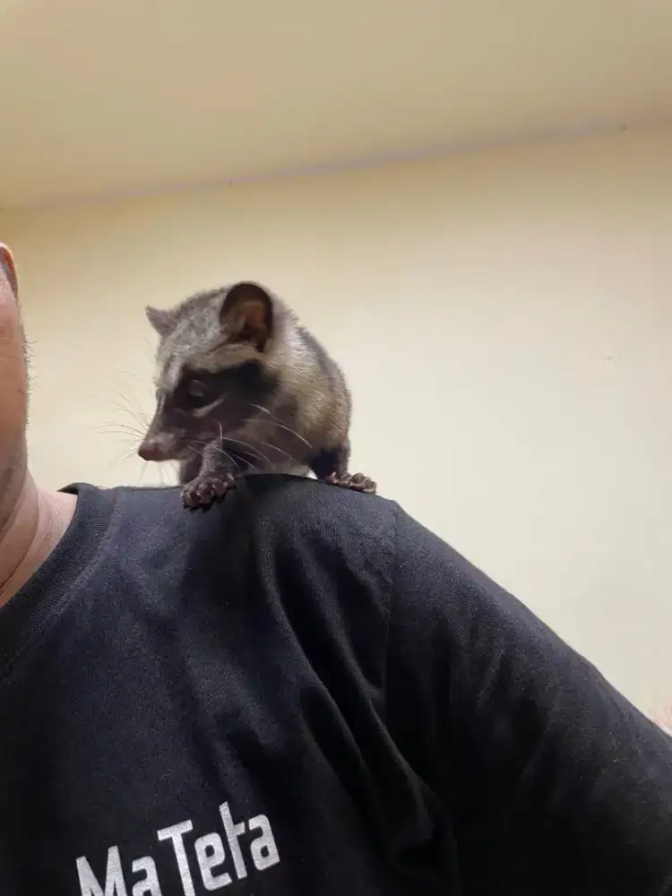 Musang pandan umur 2 bulan  jinak