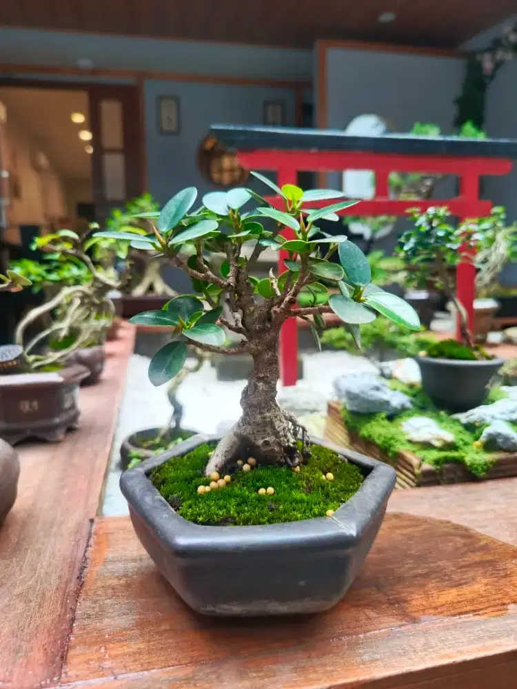 Bonsai Beringin dollar mame
