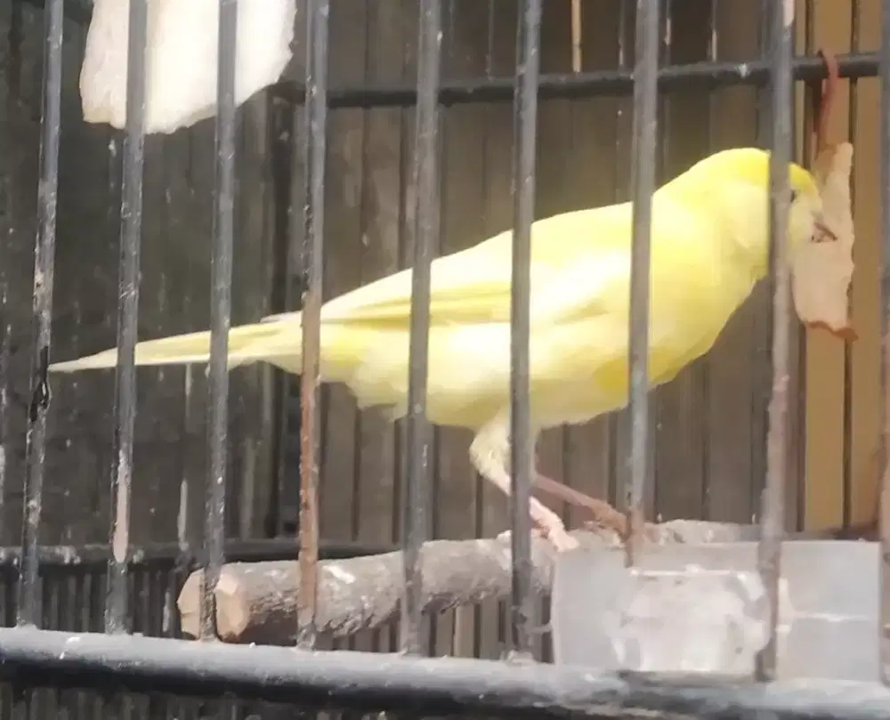 PAUD f rasmi aktif riwik