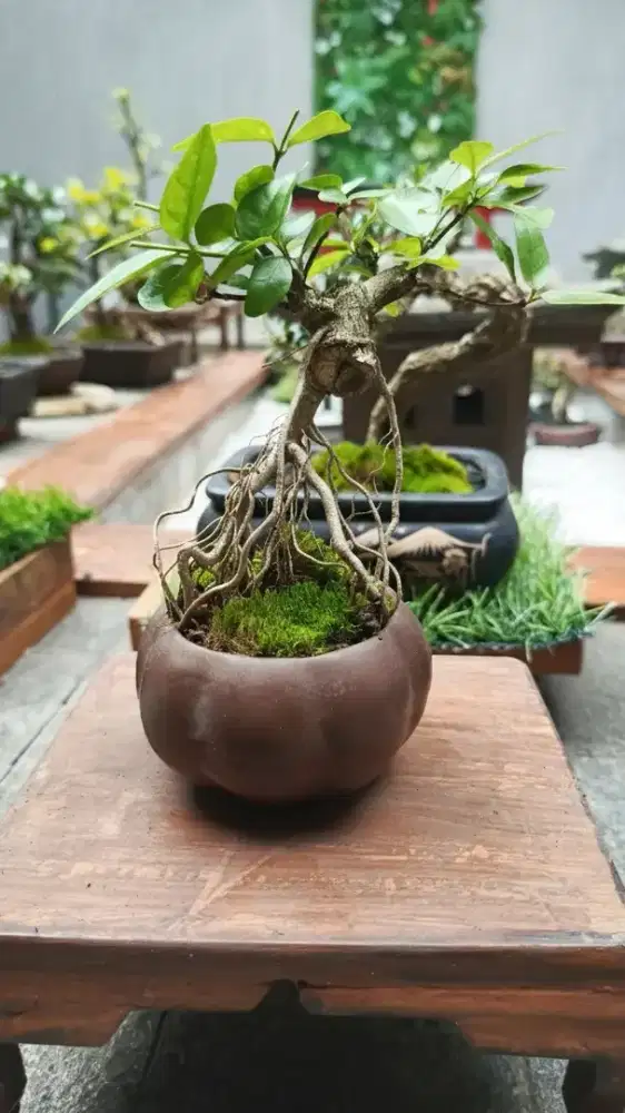 Bonsai Anting putri mame tipe 2