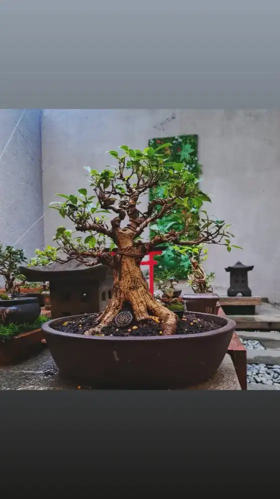 Bonsai Kimeng Small prospek