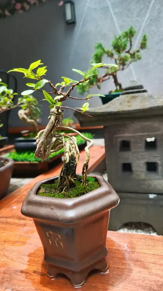 Bonsai Anting Putri tipe 3