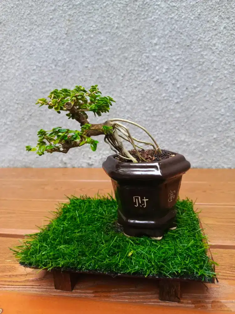 Bonsai Sancang Bunjin