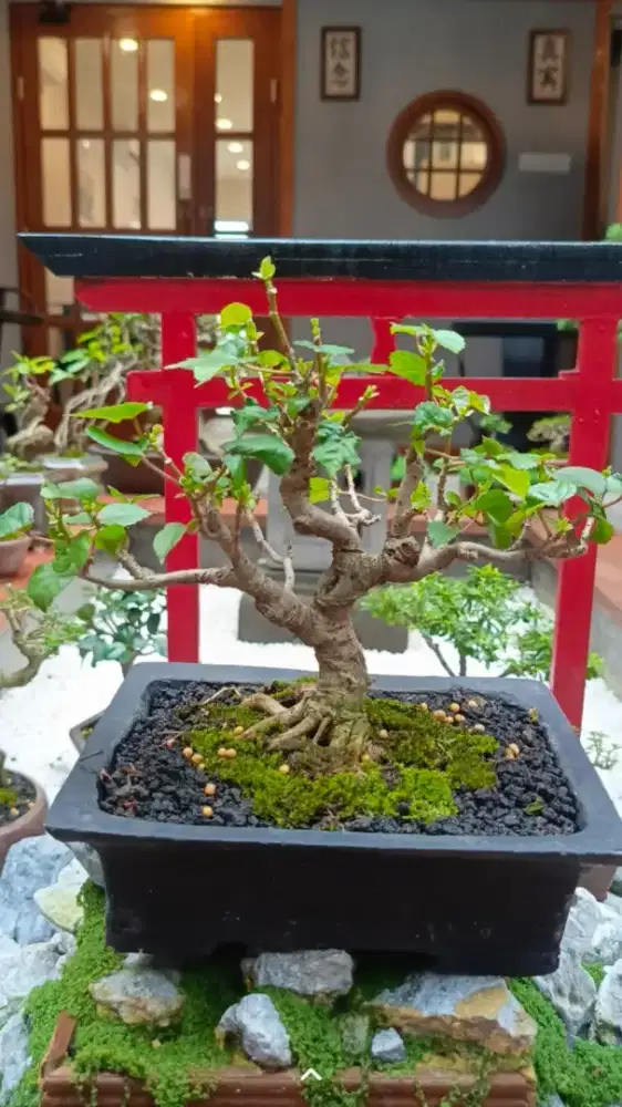 Bonsai waru prospek
