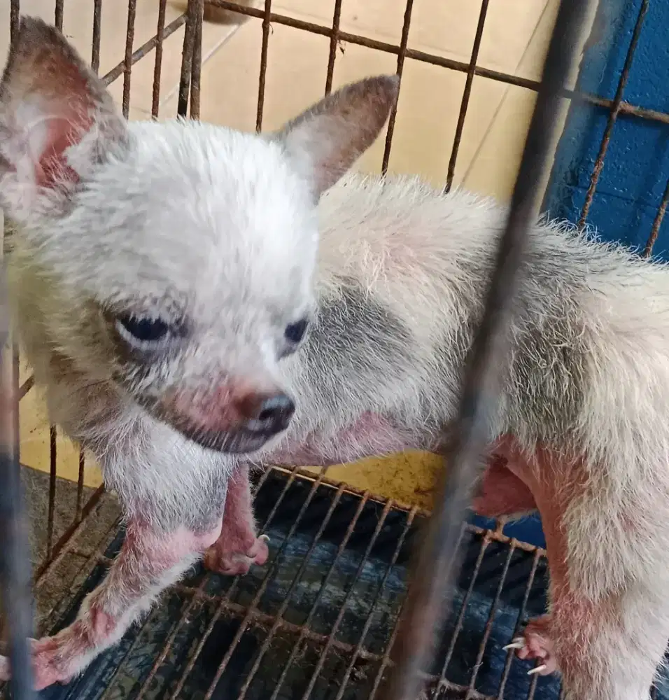 Cihuahua jantan 2,5 tahun