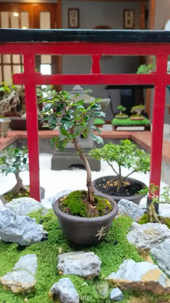 Bonsai Mame Hokianti