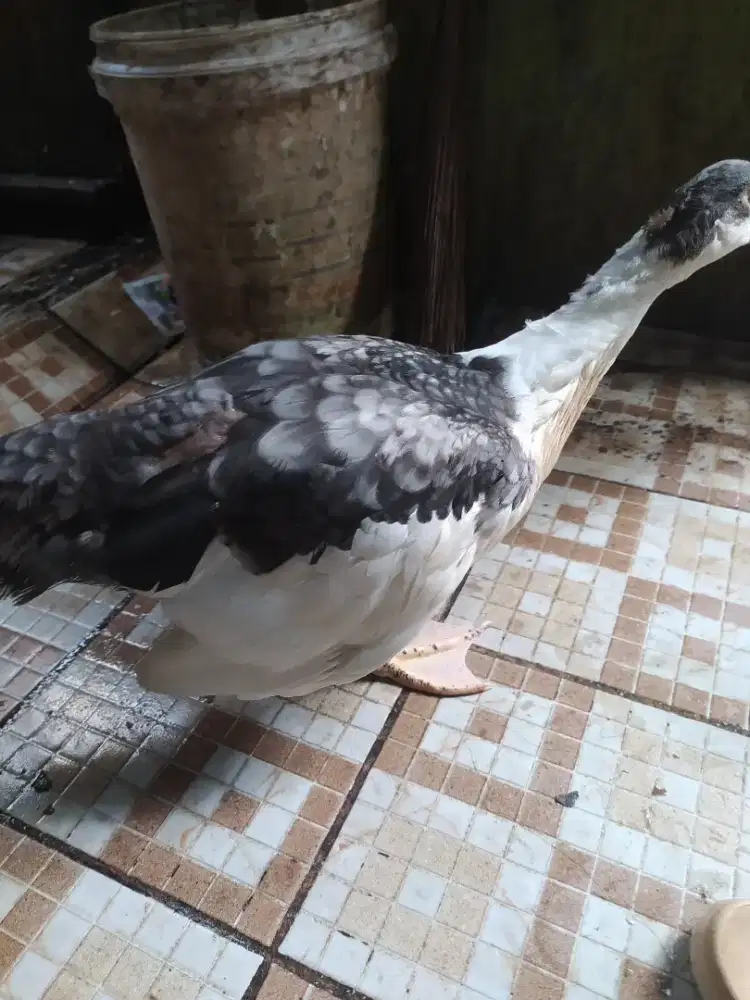 Entok dewasa usia 4 bulan