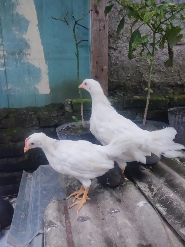 Ayam import white leghorn sepasang 2bulanan