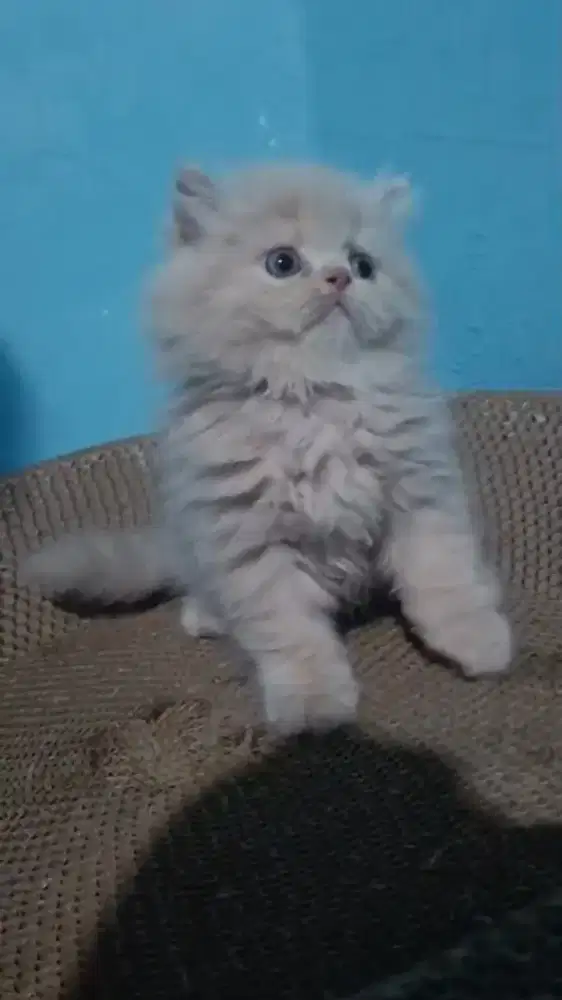 Ready kitten Persia