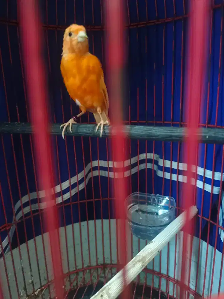 Kenari nota merlok gacor dor jual fs