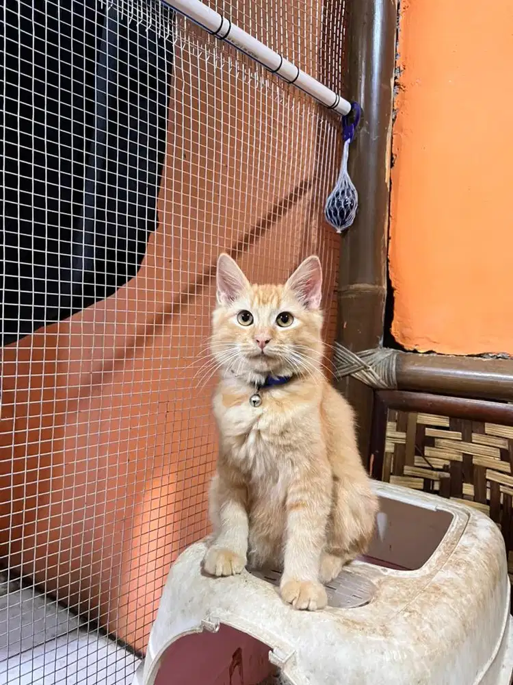 Kucing Domestic Longhair Mix