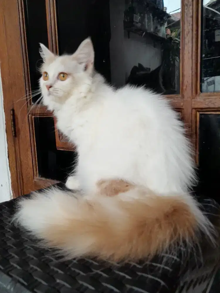 Kucing persia/betina/4 bulan