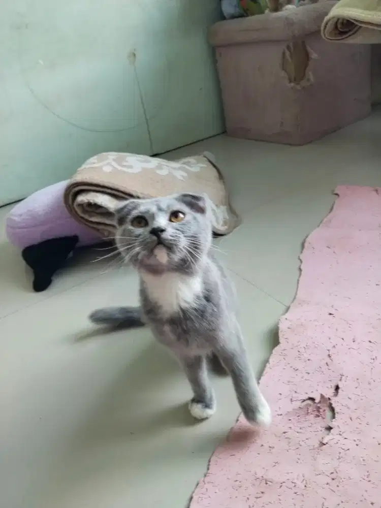 Scottish fold kitten nonped betina umur 2.5 bulan